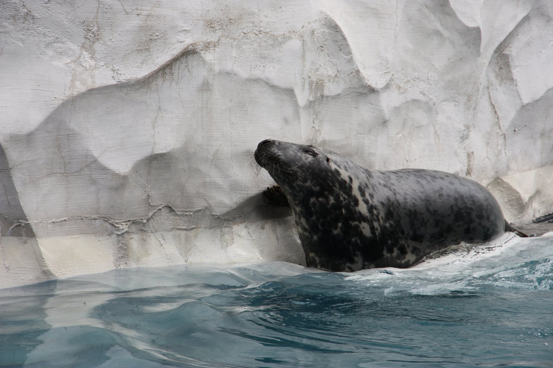 Seal resting on an icy shoreline