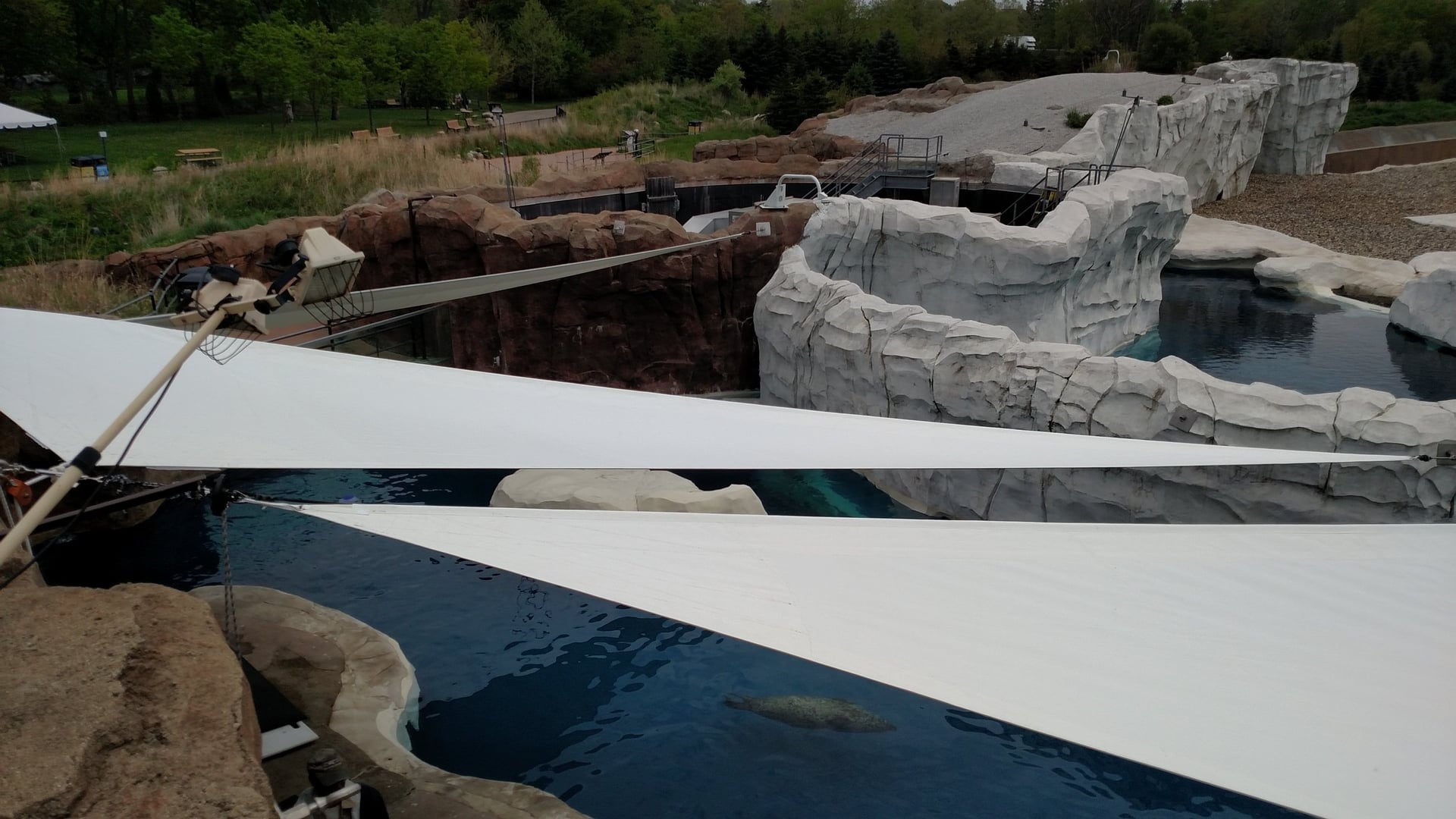 Seal swimming under white shade sails